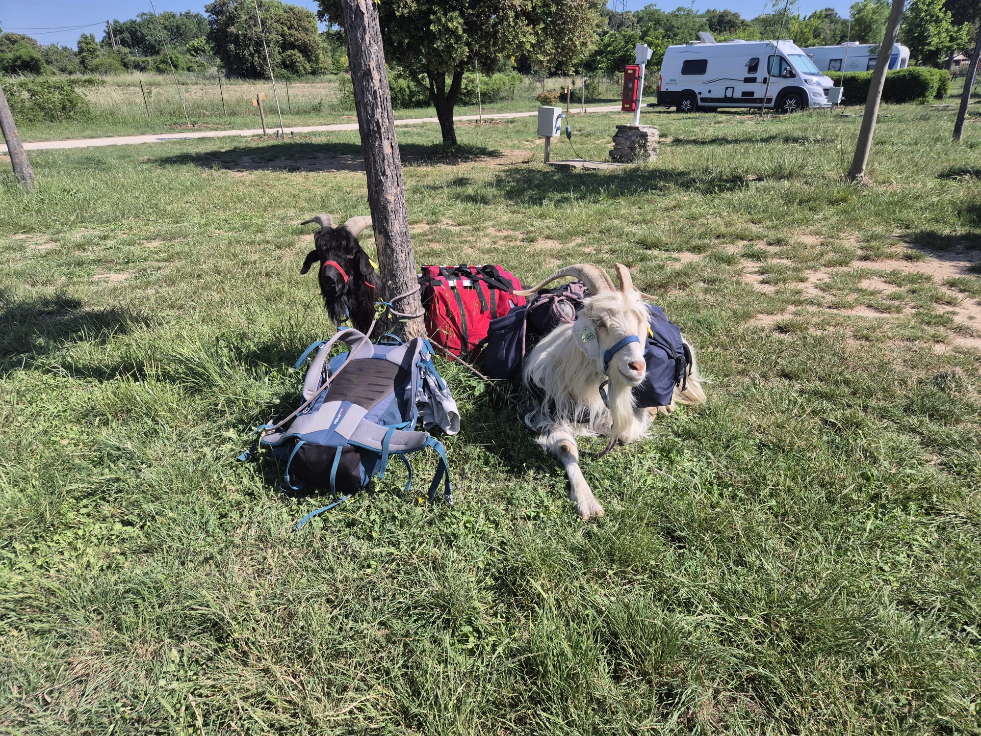 Vacances en plein air : Pourquoi vos animaux de compagnie sont (vraiment) les bienvenus dans notre camping !